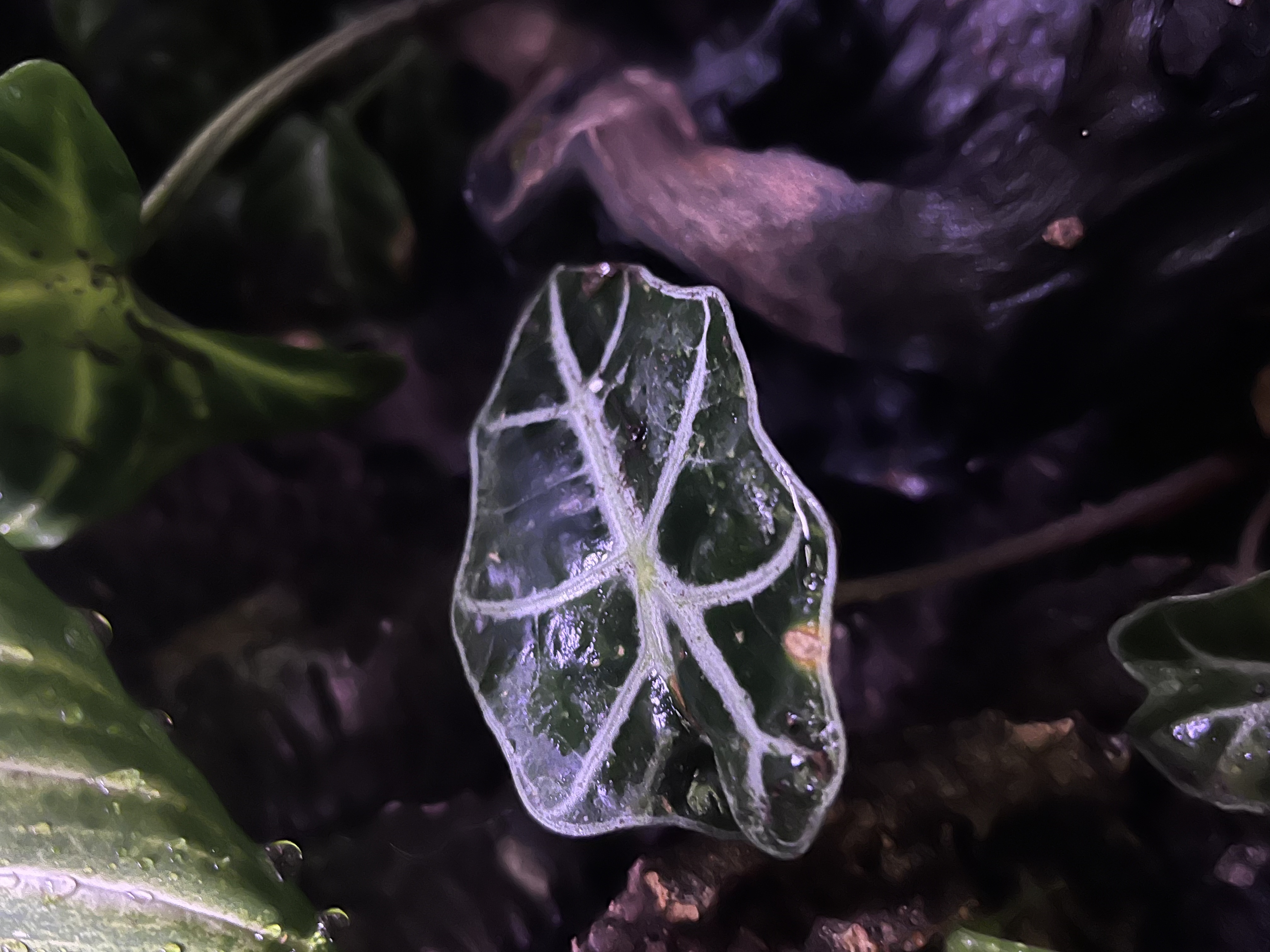 Past project 4